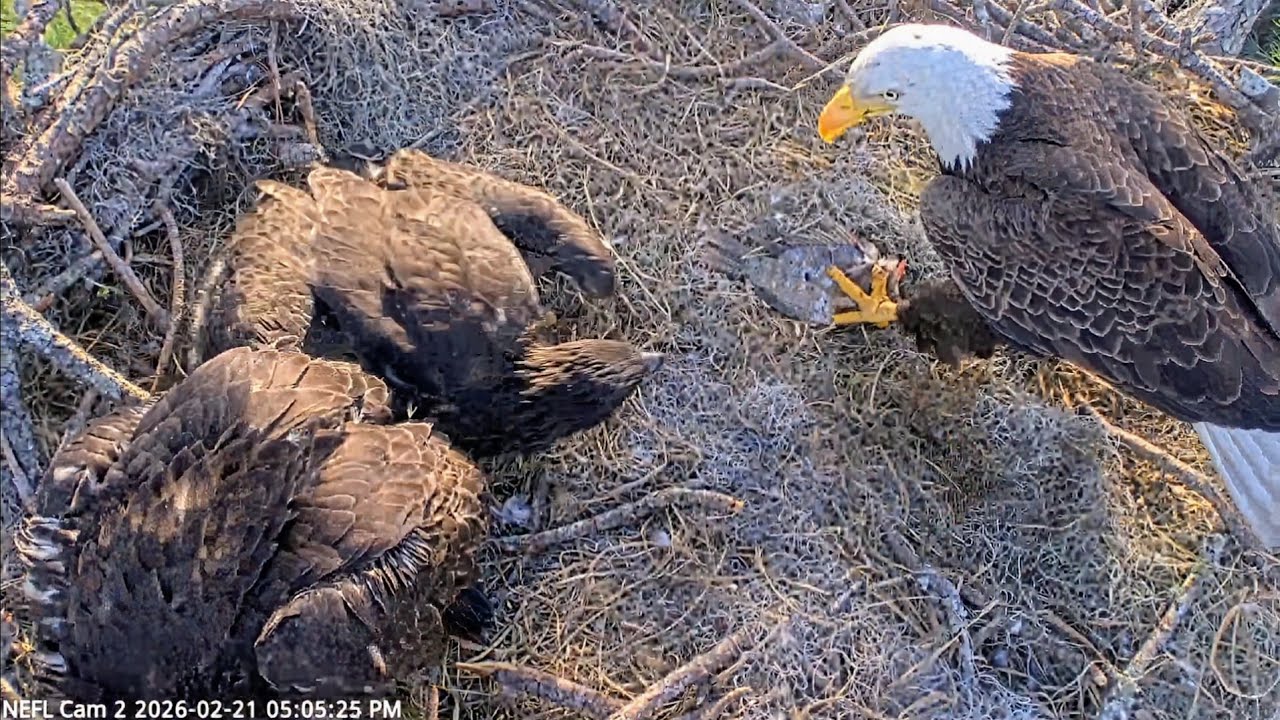 NEFL EAGLES 2026.2.21 🐟Beau brought the fish for dinner, and Gabby fed it.
