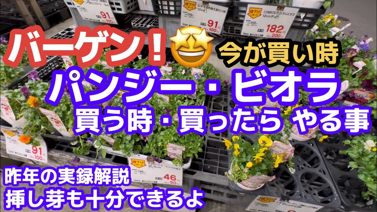 【バーゲン苗の選び方・育て方】救出ビオラとパンジー・満開までの実録解説・早い成長の為の知識