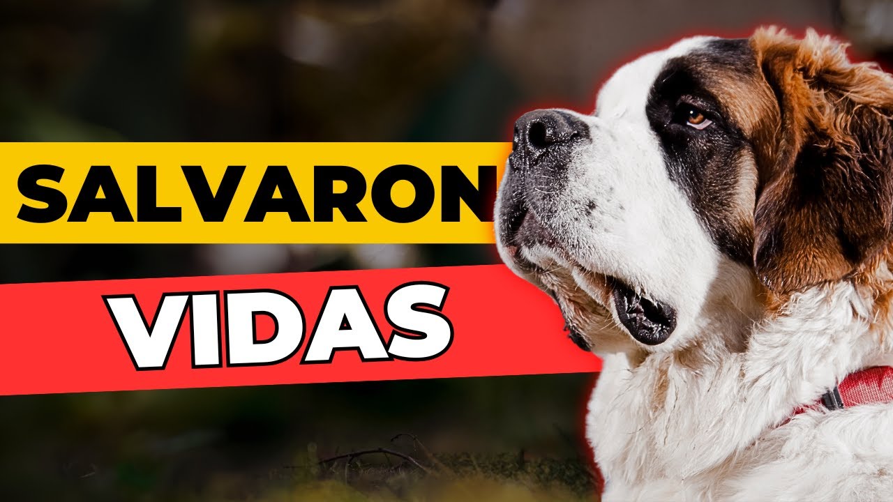 7 Perros H&eacute;roes que Salvaron Vidas Humanas con Rescates Incre&iacute;bles