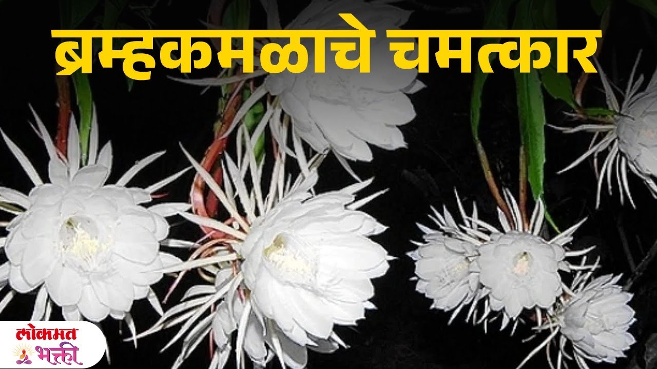 Brahma Kamal Chamatkar | #bramhakamal #bramhakamalupay | KA3