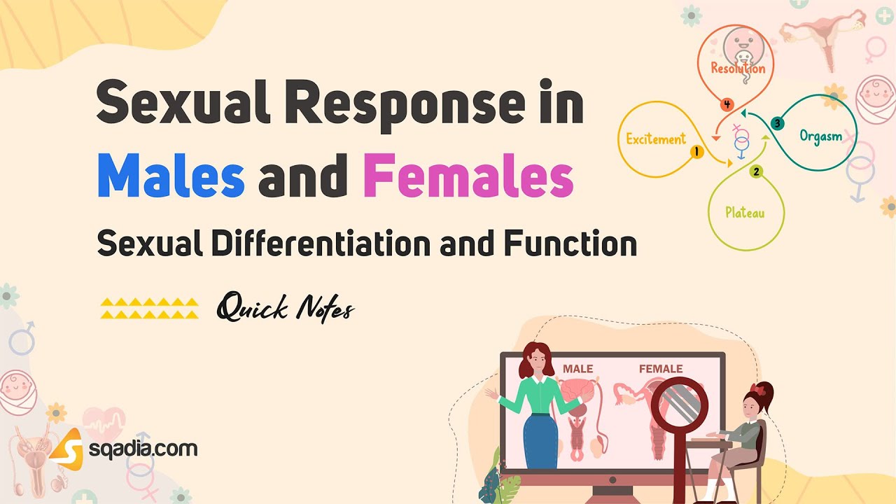Sexual Differentiation and Function | Sexual Response in Males and Females | Endocrine Physiology