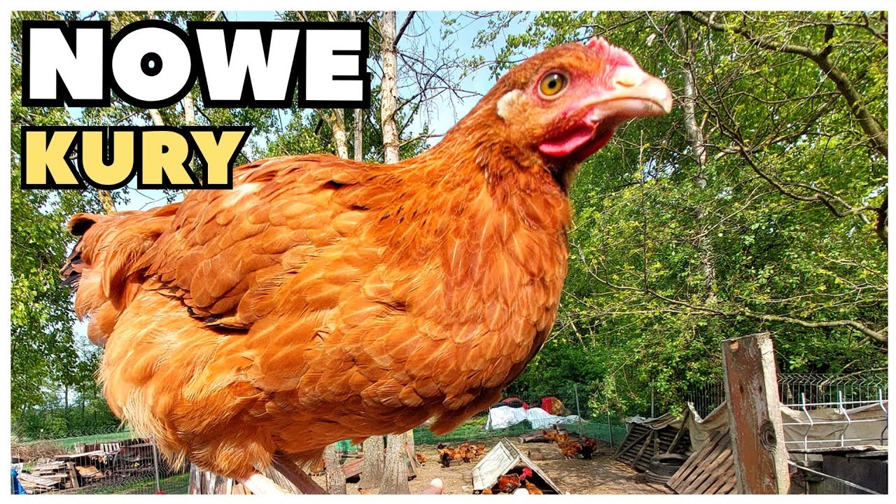 Hodowla się powiększyła - NOWE KURY 🐔.