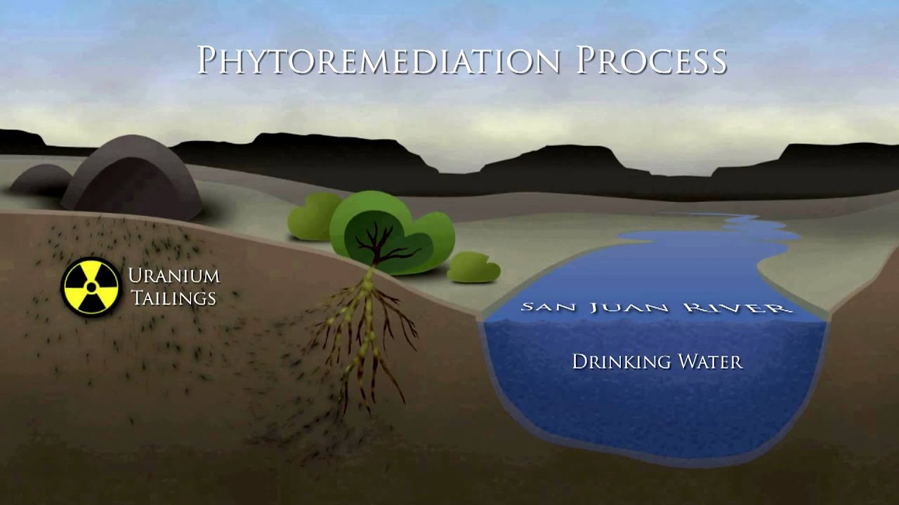 Phytoremediation Process