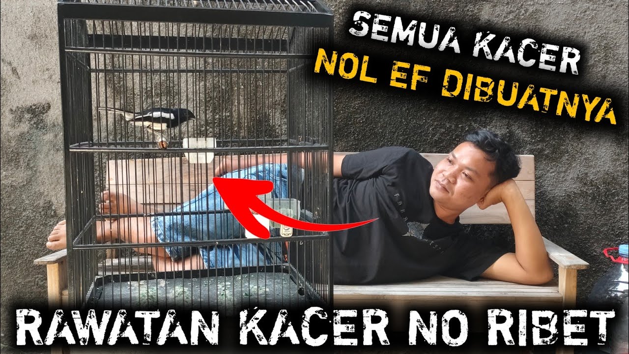 KITA RAWAT NOL EF !!!JAUHKAN DULU BURUNG KACER KALIAN | CARA MERAWAT KACER