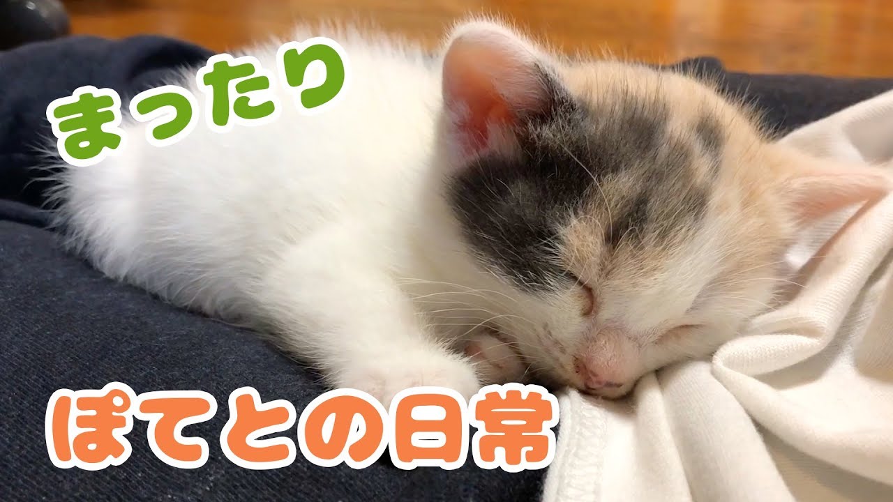 子猫を拾って3日目・ぽてとの日常