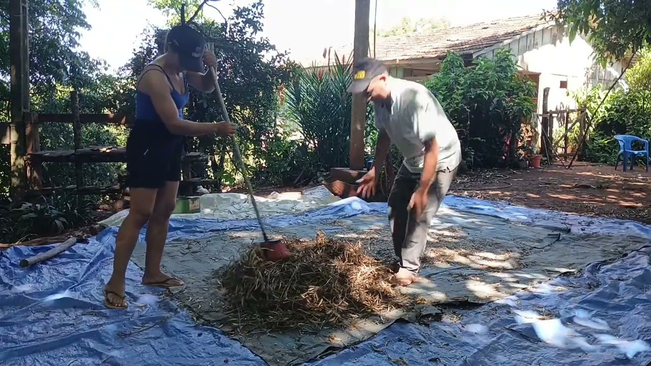 Debulhando feijão moda antiga 