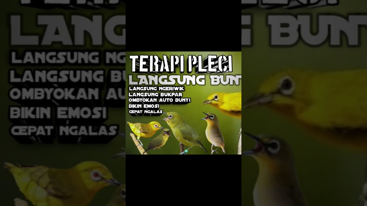 TERAPI PLECI AGAR BUNYI TERAPI PLECI OMBYOKAN #pleci #pleciombyokan #terapiburungmacet #terapipleci