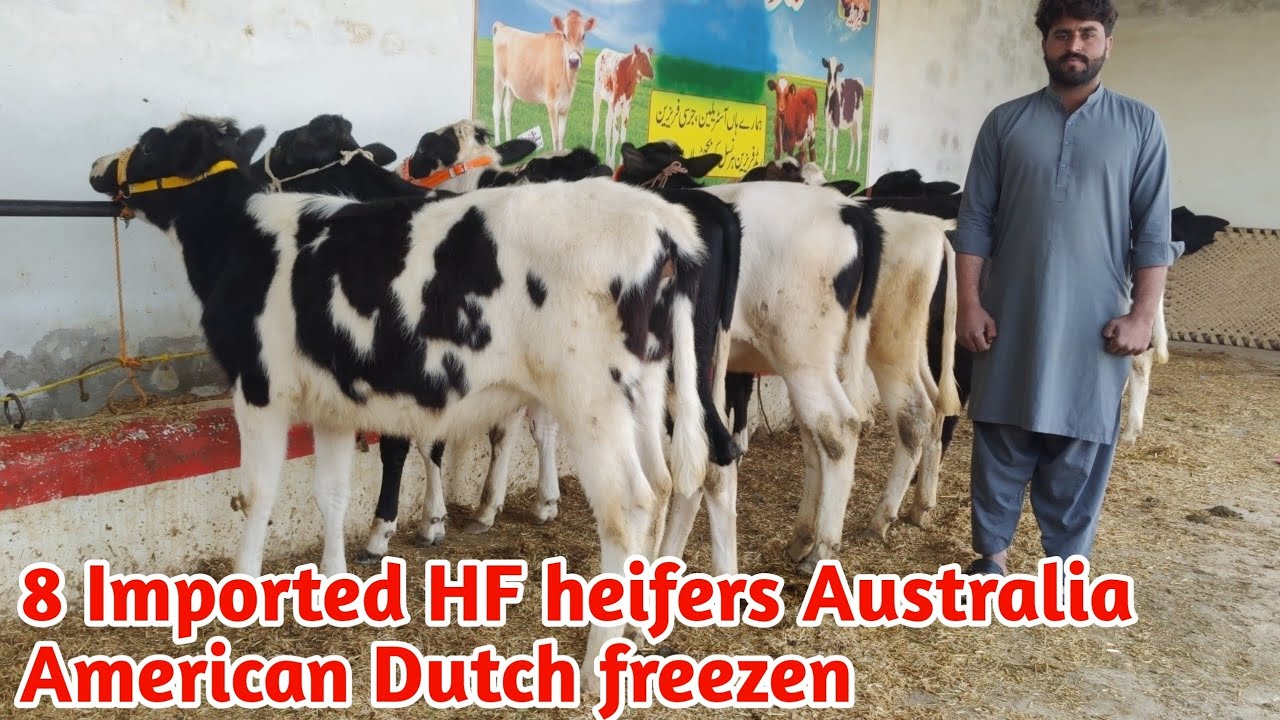💪Jamshed bhai came and bought 8 Imported HF heifers for sale Australia American Dutch frozen🐄