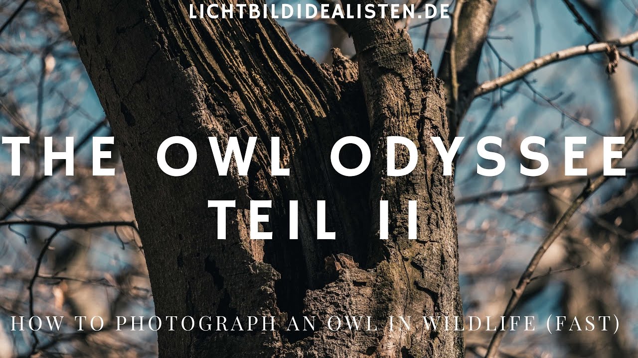 Eulen finden und fotografieren - The Owl Odyssee Teil II