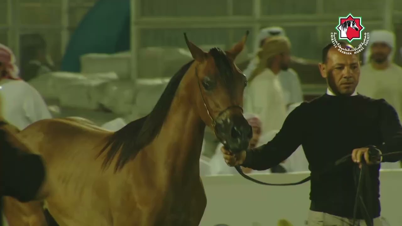 23 - MOWJAH - RAMADAN ARABIAN HORSE CHAMPIONSHIP AL DHAFRAH 2026