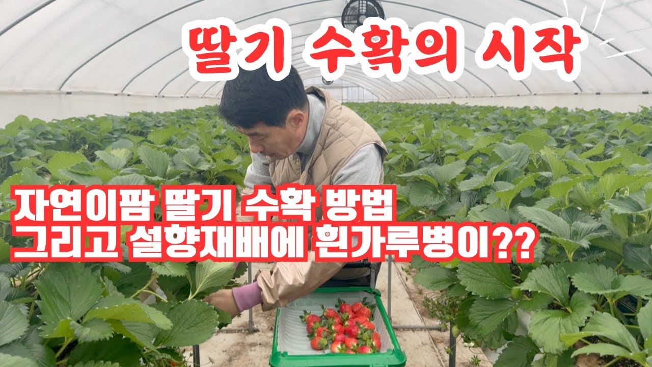 자연이팜 딸기 수확 방법과 설향 딸기 재배에 흰가루병이??