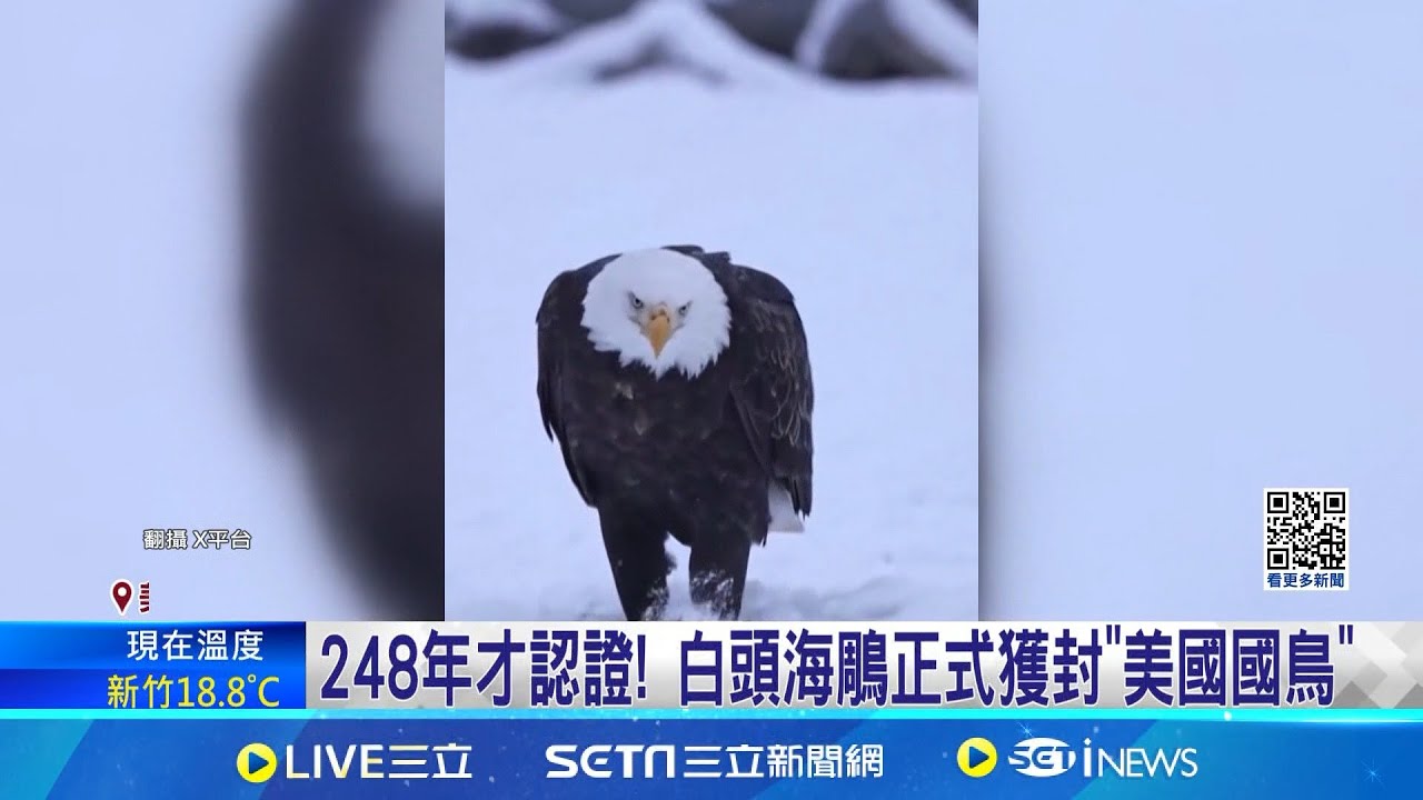 248年才認證! 白頭海鵰正式獲封