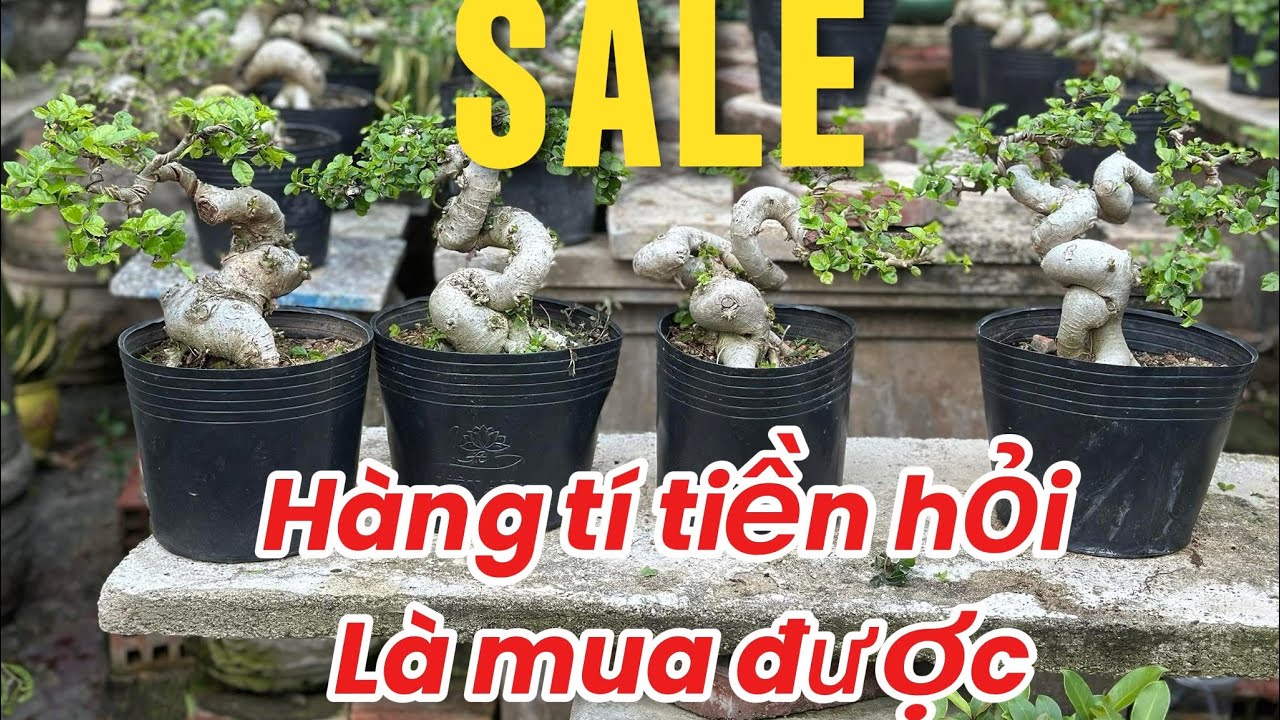 Hàng bàn trà sinh viên cho mọi người