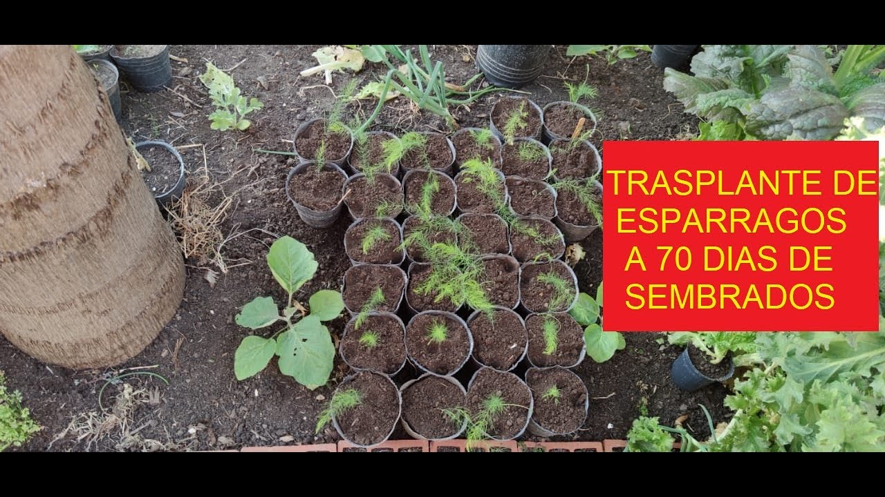 COMO HACER ESPARRAGUERAS DESDE SEMILLAS