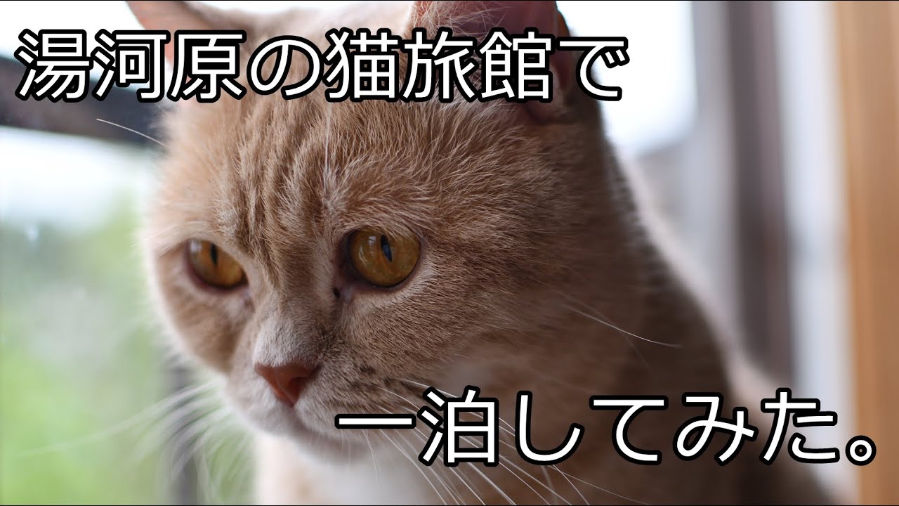 猫旅館で一泊してみた。