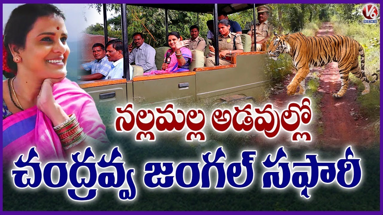 Mannanur Forest Safari | Amrabad Tiger Reserve | Chandravva Explores MUNNAR Safari In Nallamala | V6