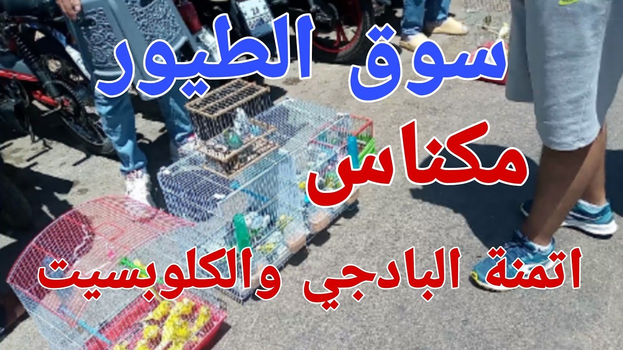 اتمنة طيور البادجي ( البيروش ) والكلوبسيت والفيشر في سوق الطيور مكناس لهديم 5/6/2022