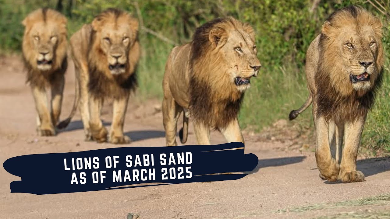 SOUTHERN AVOCA IS MISSING - THE KAMBULAS INVADE GIJIMA TERRITORY - LIONS OF SABI SAND EPISODE 23