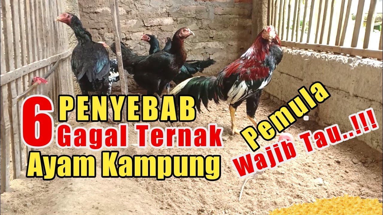 GAGAL TERNAK AYAM KAMPUNG