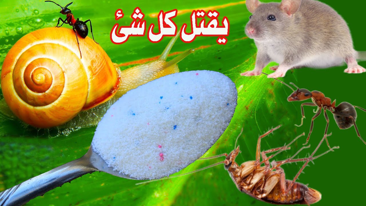 تخلص للابد بلا رجعة من النمل والحلزون والفئران والصراصير بمكونات فى البيت ولا داعى لشراء مبيدات ضارة