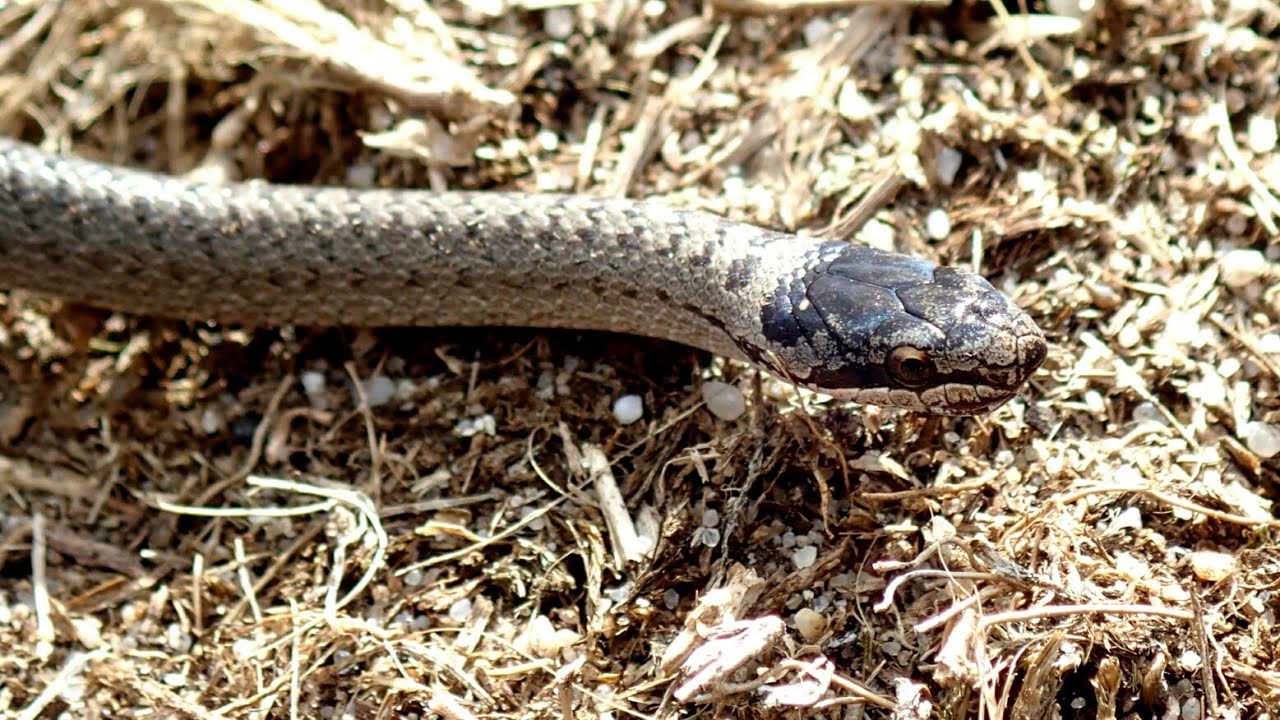 Jonge Gladde Slang (Coronella austriaca) gespot Christian Olivier Extra video