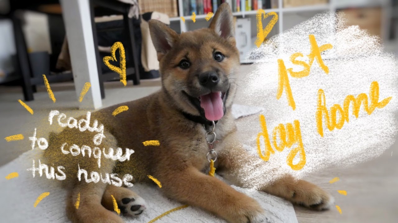 Shiba Inu Pup's First Day Home