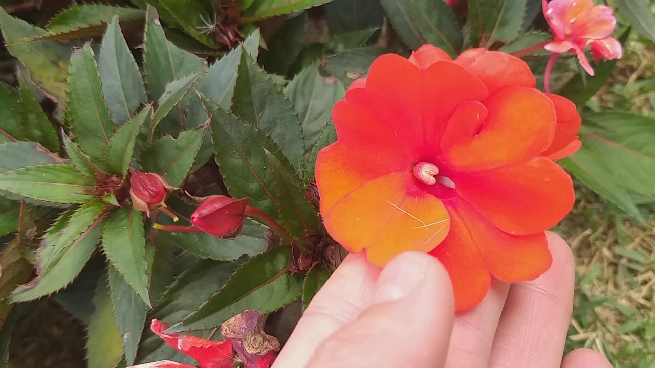 CURIOSIDADES sobre a flor BEIJINHO  que NINGUÉM te conta!