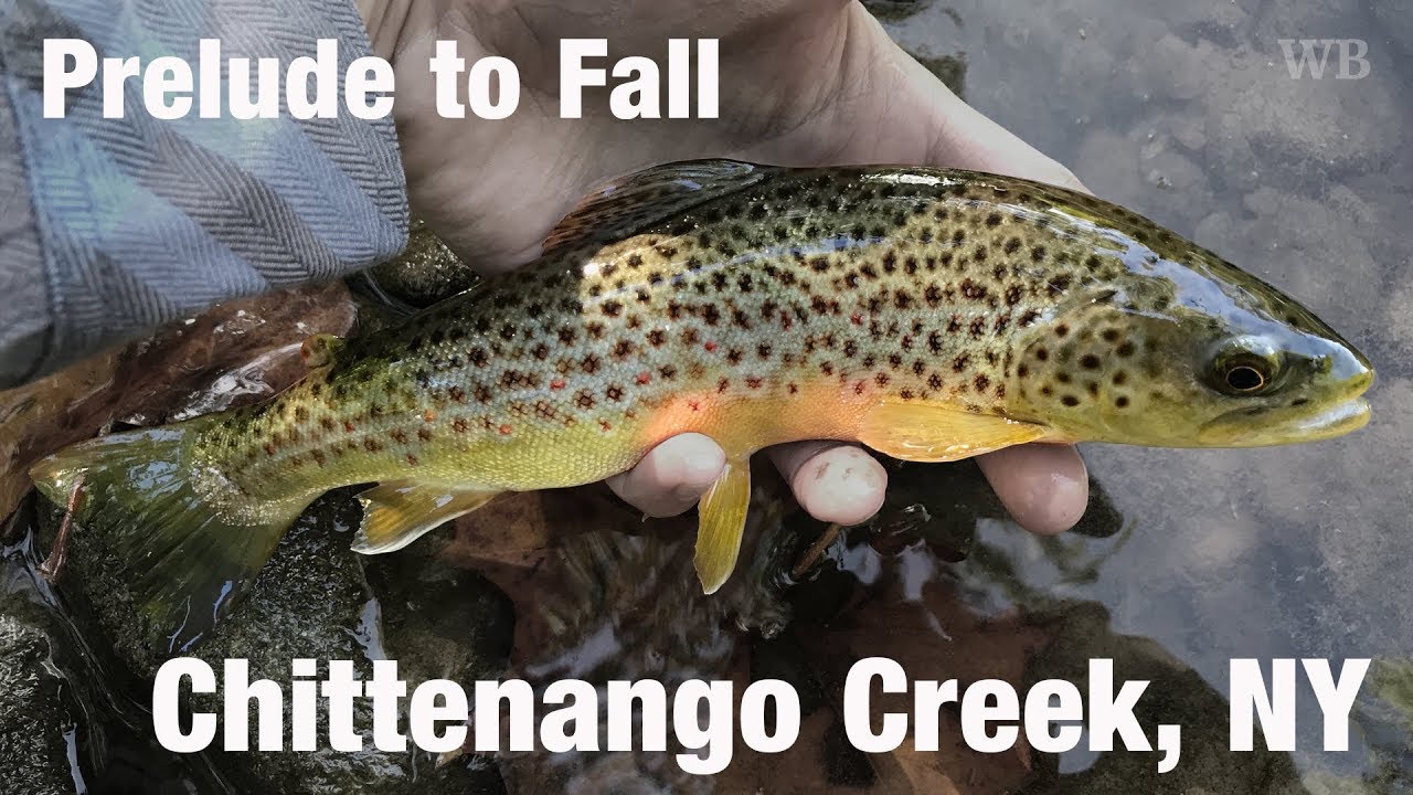 Fly Fishing Chittenango Creek, NY - Wooly Bugged