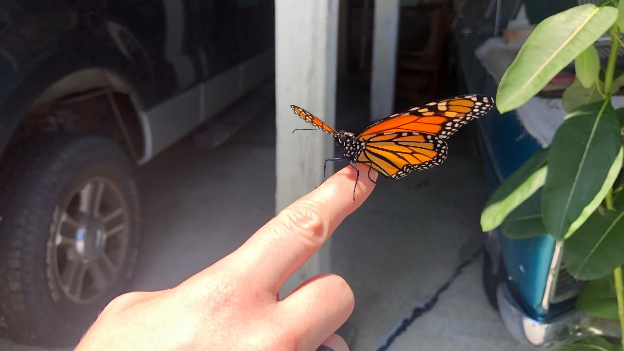 Monarch Butterflies