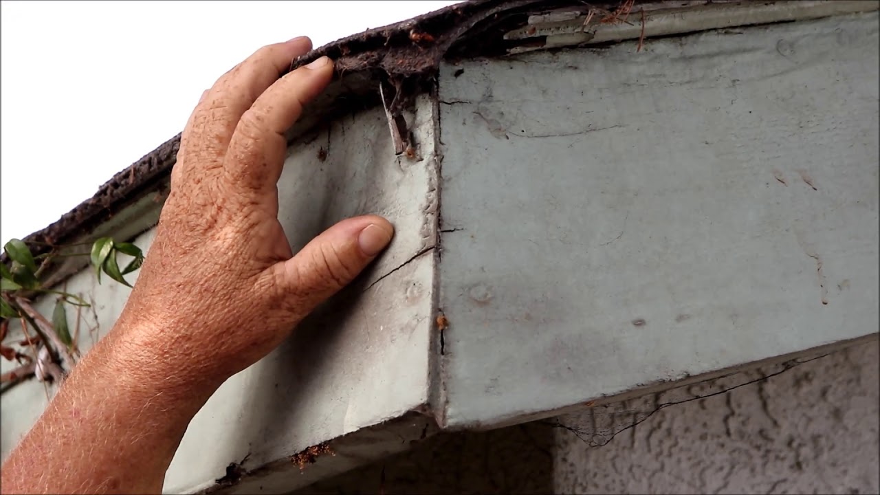 Termites Causing Damage