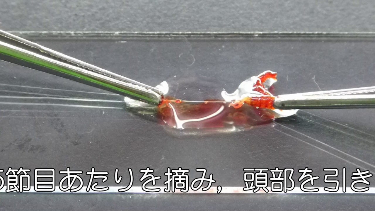 【生物実験】ユスリカの唾液腺染色体の観察