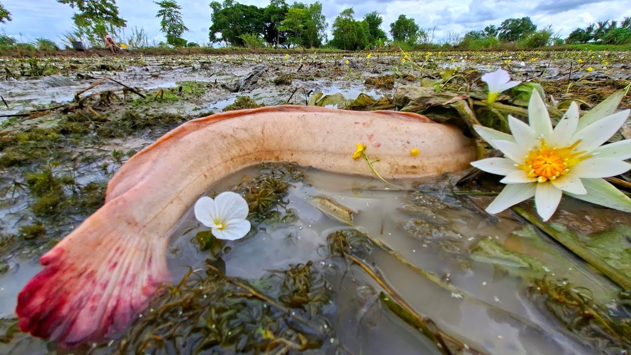 Amazingly, a woman catches fish and collects many eggs in the swamp.