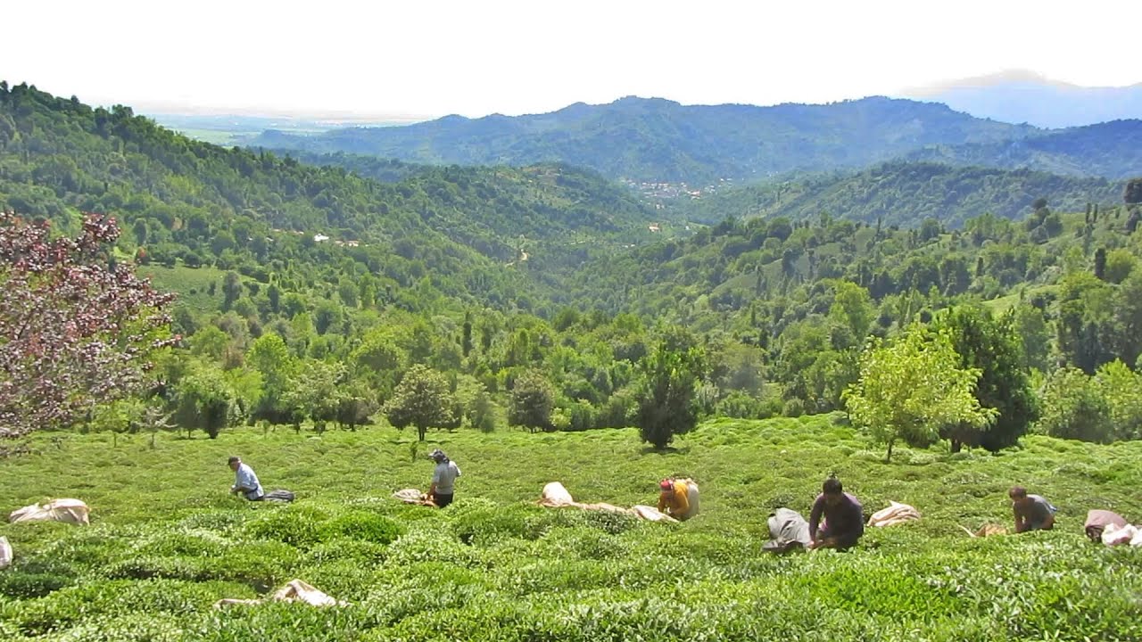 Tea Harvest In Amazing Tea Gardens Of Northern Iran