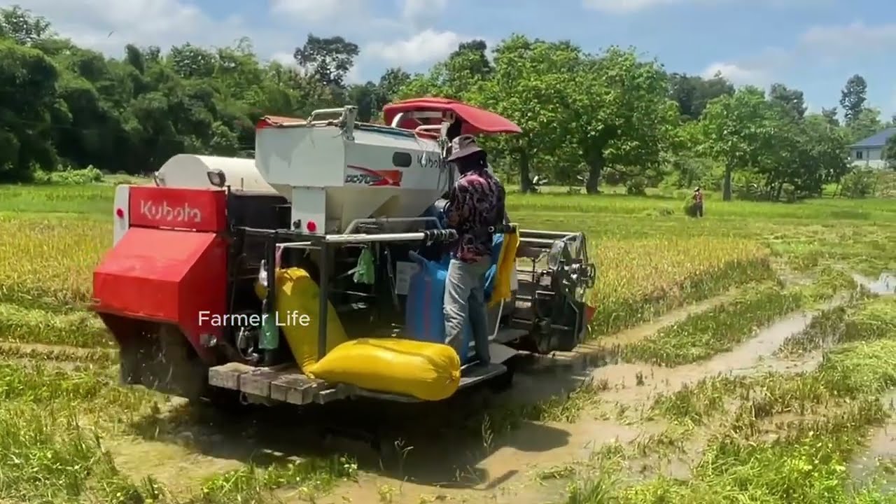 Harvesting Rice Your Farmer By Machine Kubota DC-70 Pro