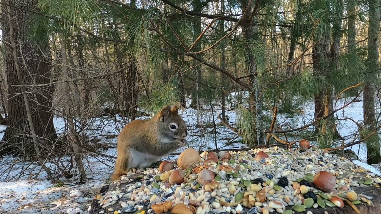 squirrels