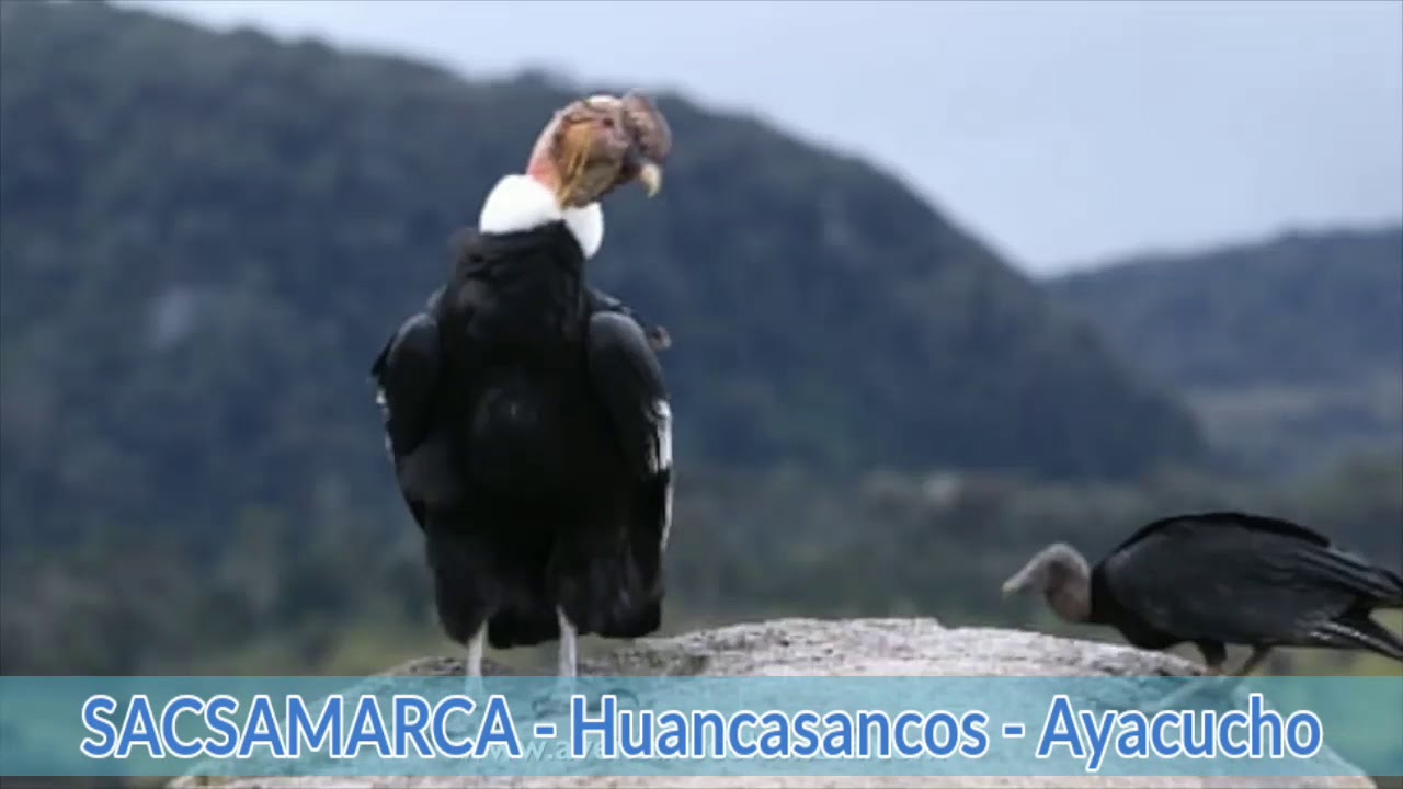 Sacsamarca, huancasancos, Ayacucho