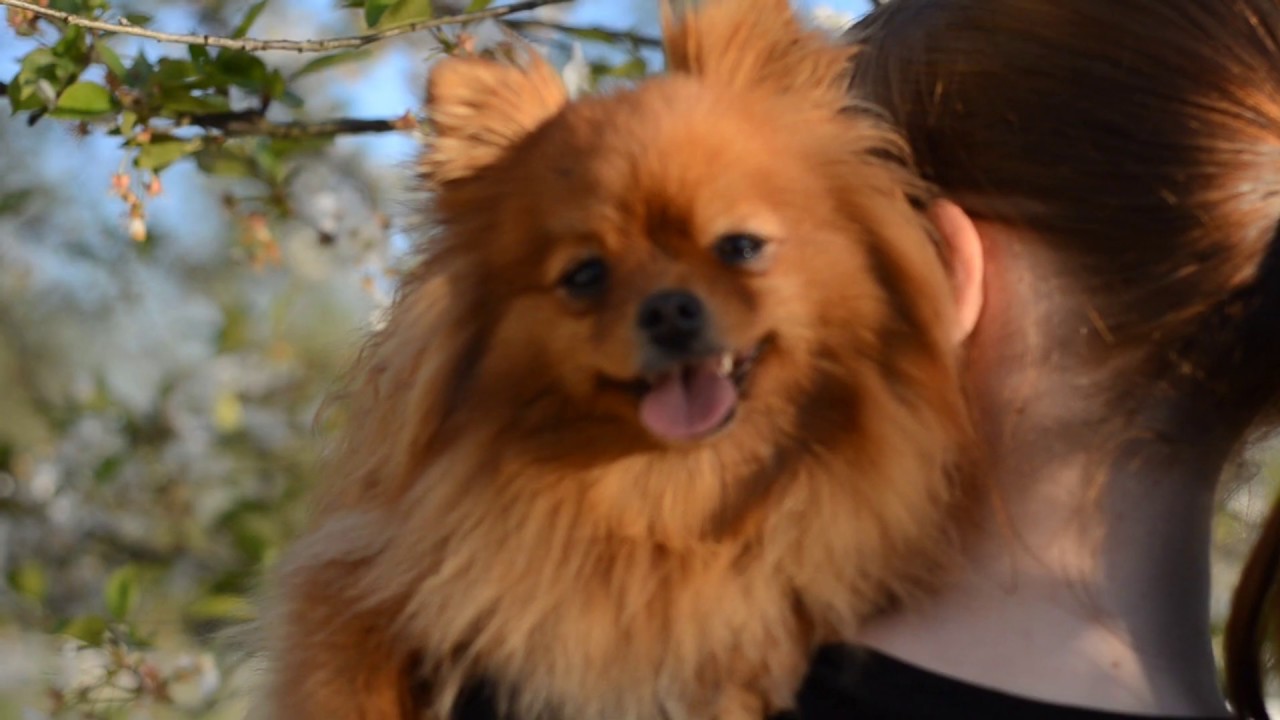 German spitz Eva - 5 years