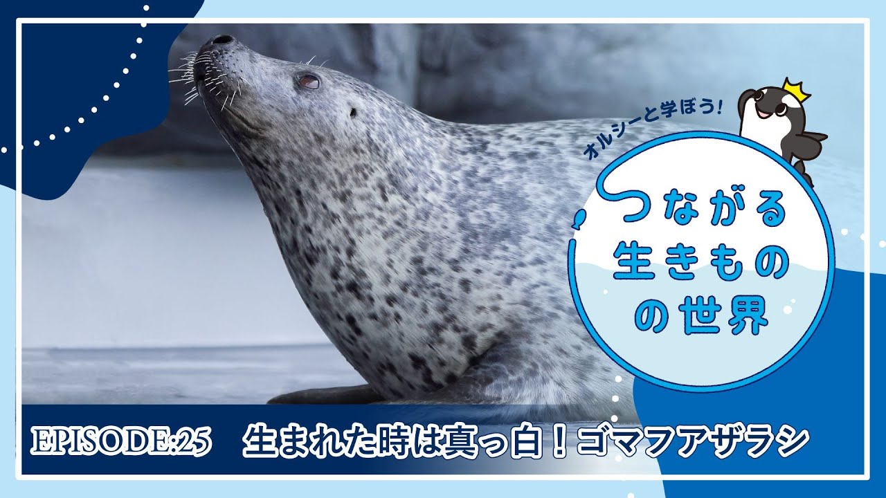 【第25回】生まれた時は真っ白！ゴマフアザラシ【オルシーと学ぼう！つながる生きものの世界】