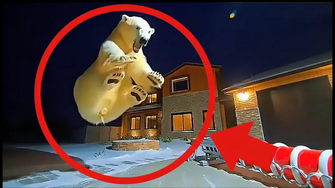 PT. 4🧸 CCTV | Bears Getting Scared By Christmas Decorations | Caught on Camera