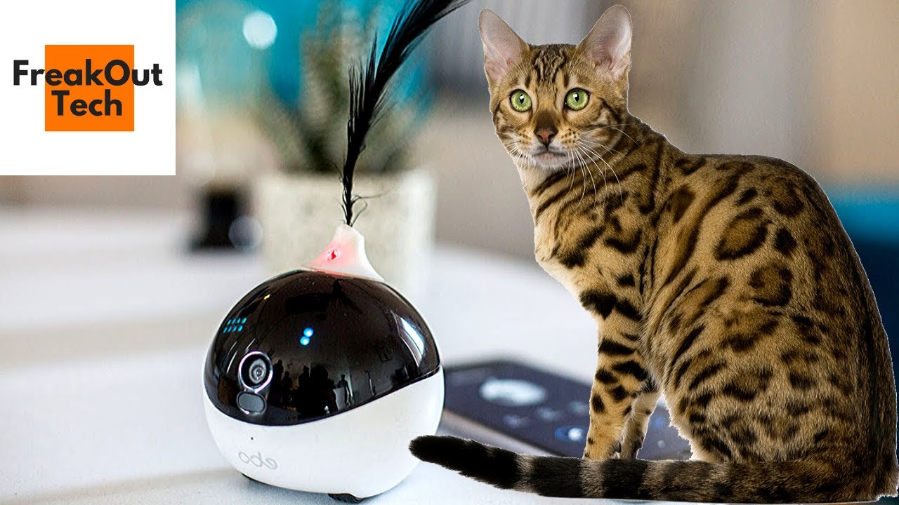 5 Cool Things Your Cat Wants
