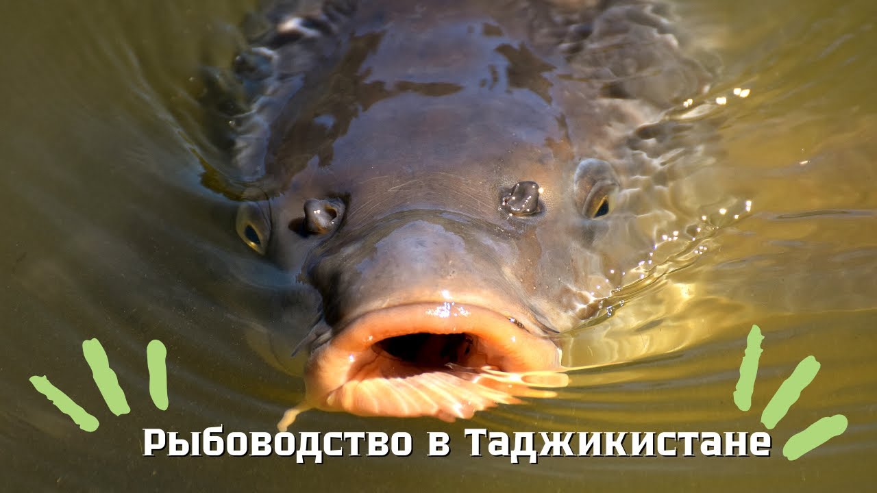 Рыбоводство в Таджикистане. Бизнес- идеяи ҷавони деҳотӣ : Моҳӣ ба иқлими мо  тобовар мешавад?