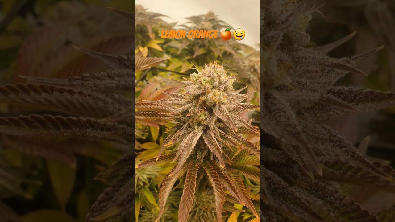 Lemon Orange 🍊🌿 | getting close to harvest 🥲 #growplants #indoorplants #harvesttime #colorful