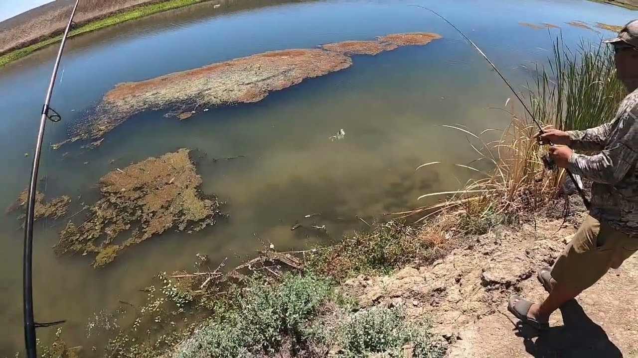Delta Mendota Canal Bluegill Fishing (🔥)