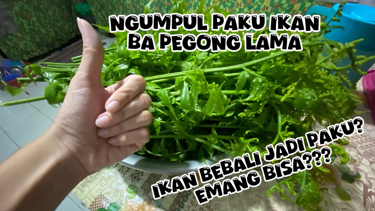 PAKU IKAN BERASAL ARI IKAN JADI PAKU KE BAKANI????