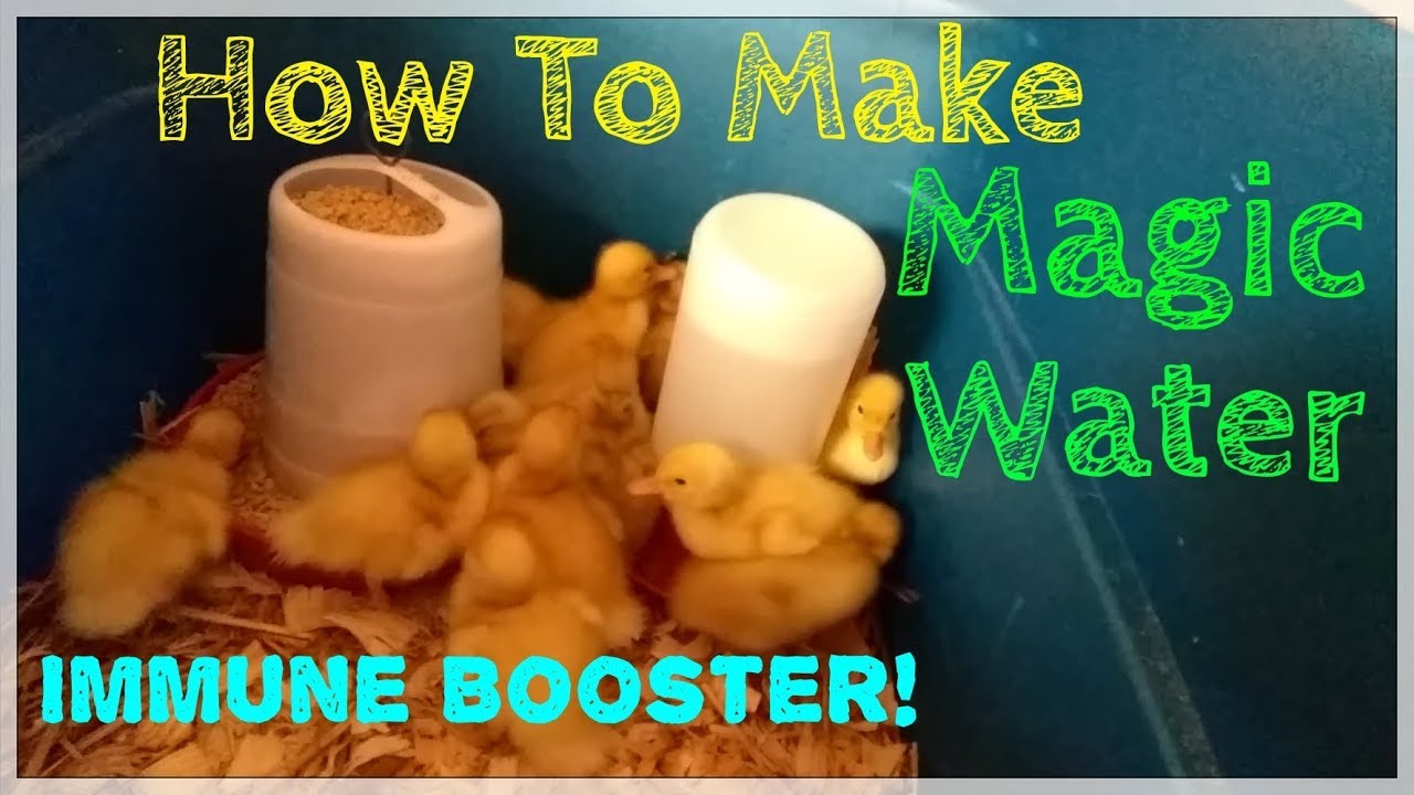 Magic Water | How To Boost Chickens or Ducks Immune System