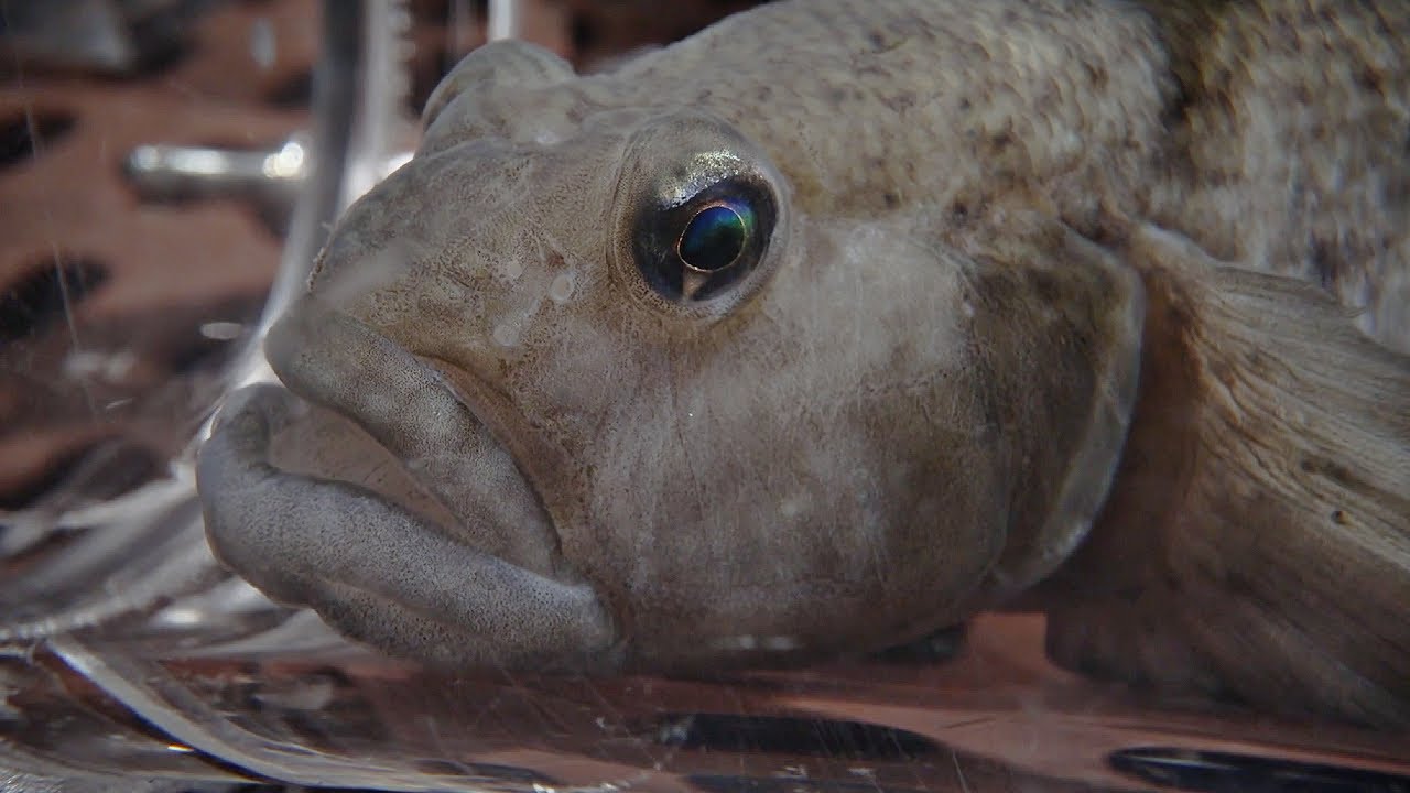 Hvad sker der med fisken her, når vi fjerner ilten?