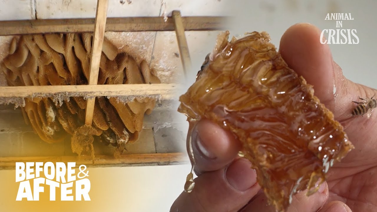 Giant Bee Hives In A House?! l Before & After Makeover Ep 163