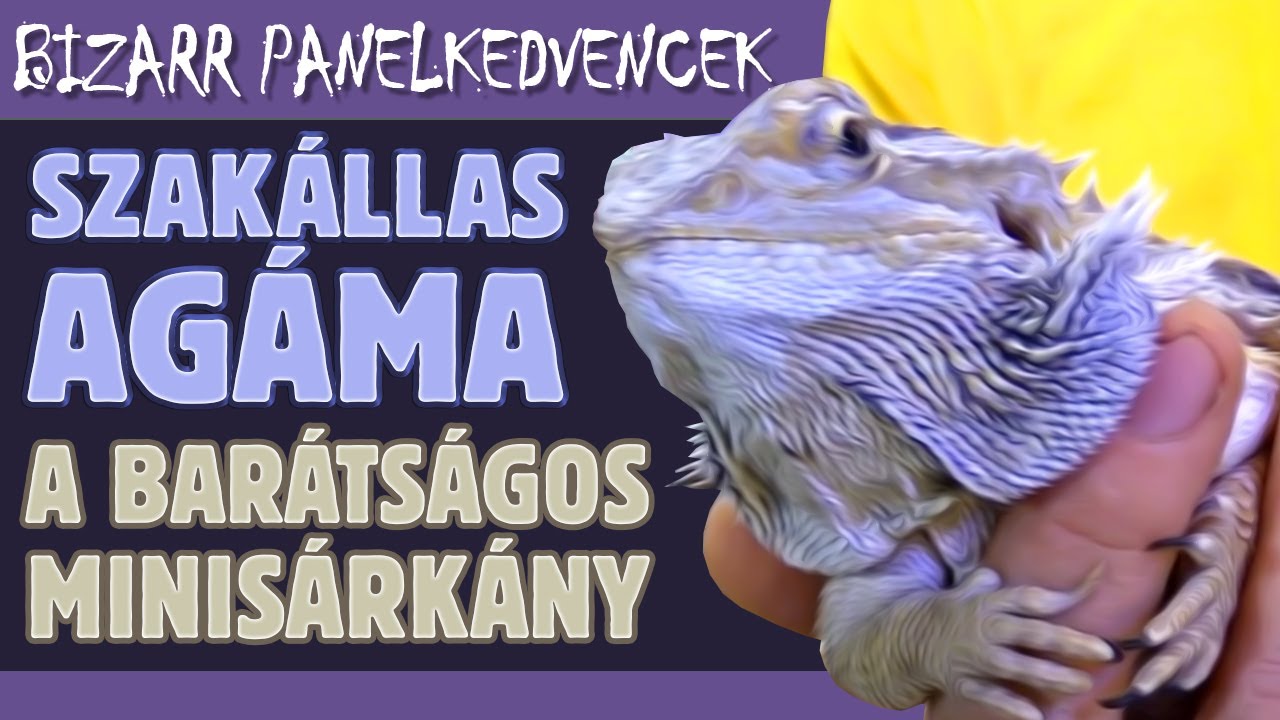 Bizarr panelkedvencek (3. rész): Szakállas agáma, a barátságos minisárkány