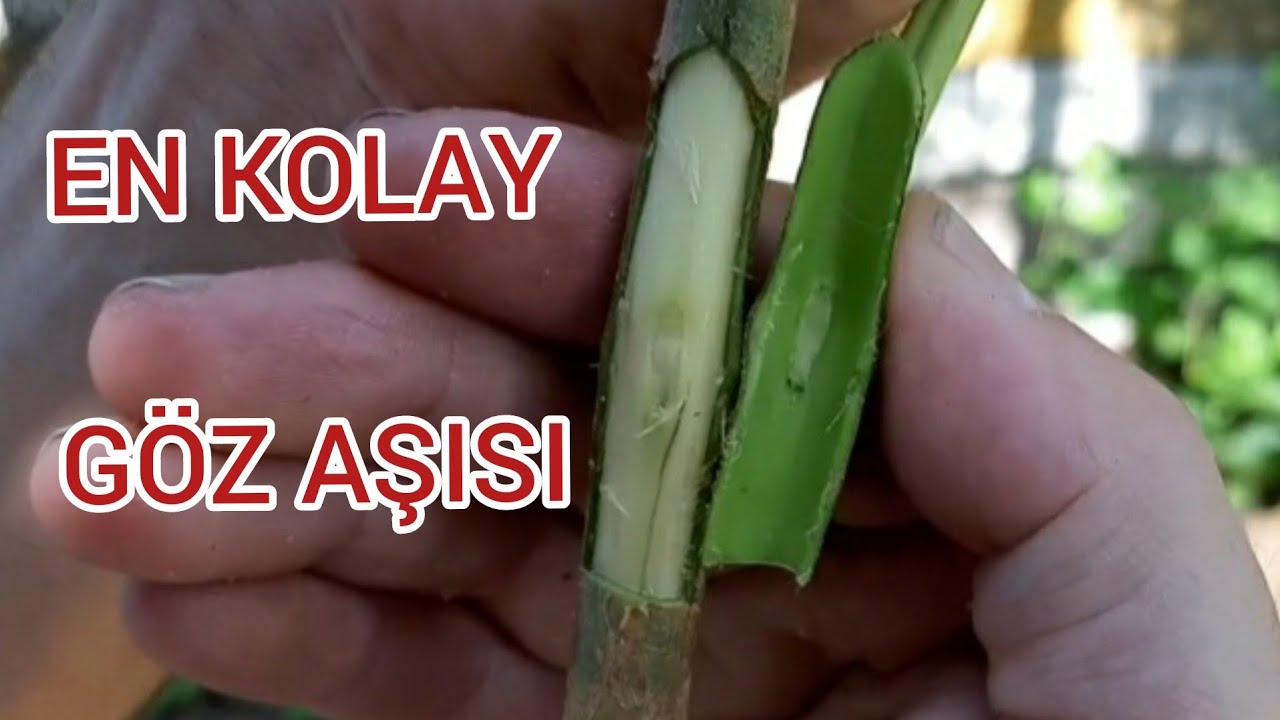 EN KOLAY GÖZ AŞISI