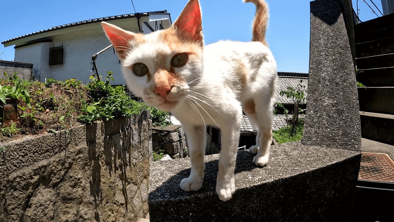 六島　子猫だった茶白猫ちゃんと学校裏で再会、親切にも自宅へと招待してくれました